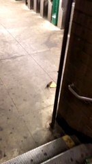 Quand 2 rats veulent le même morceau de pizza...