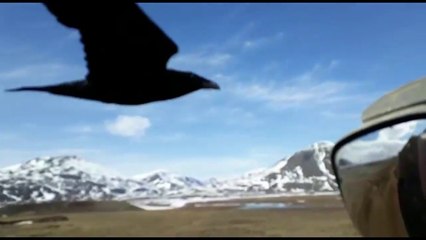 Un corbeau suit ce camionneur pour avoir à manger