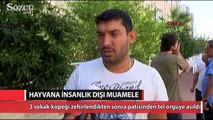 Antalya'da 3 köpeğe insanlık dışı muamele