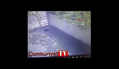 Vicdansızlık... Yavru kediyi böyle tekmeledi