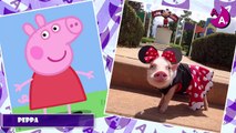 Peppa Pig dans la Vie Réelle 2017 (Peppa Pig série télévisée danimation) - Vidéo pour enfants