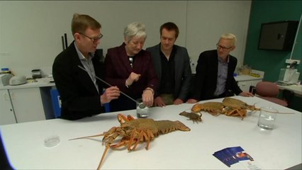 هذا الصباح- علماء ينجحون في تكثير سلطعون البحر