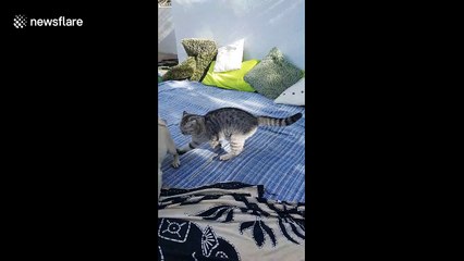 Cat kicks pug out of sofa after 'epic battle'