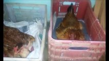 Como mudar galinha choca de ninho de maneira fácil