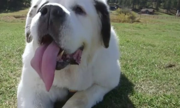 Seekor Anjing Pecahkan Rekor Punya Lidah Terpanjang di Dunia