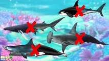 Baby play Animals Match Up Learn Sea Animal Names Real Shark Whale at Under the Sea World