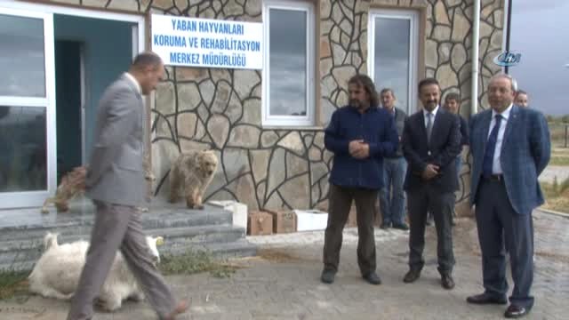 Van Yyü'de Keklikler Özgürlüğe Kanat Çırptı