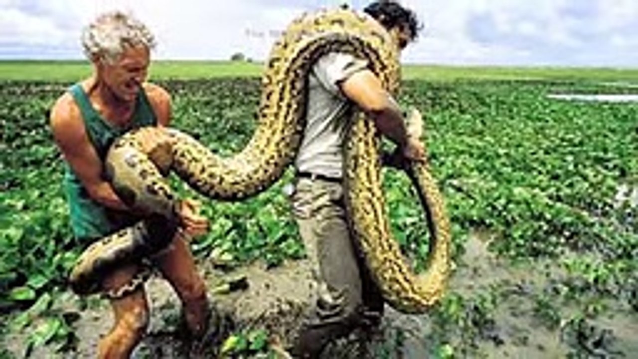 Biggest animal in the world in