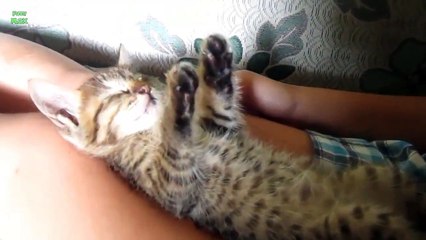 Funny Cats Sleeping in Weird Positions Compilation (2014)