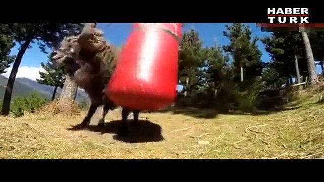 Kum Torbası Görünce Kendinden Geçen Koç