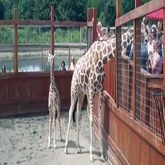 Close Up April and Tajiri the Giraffe