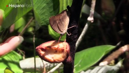 La "Casa de las Mariposas", un baluarte de la amazonía peruana