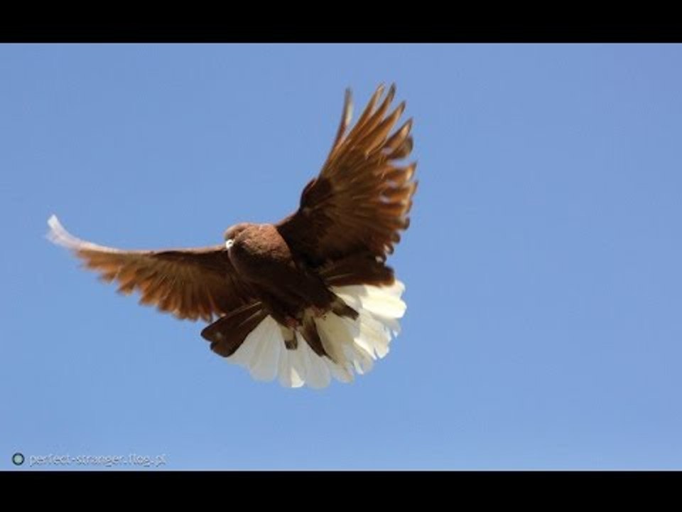 Polish Orliks high flying pigeon Landing time