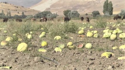 Çiftçiye "Tarım Sigortası" Yaptırması Önerisi
