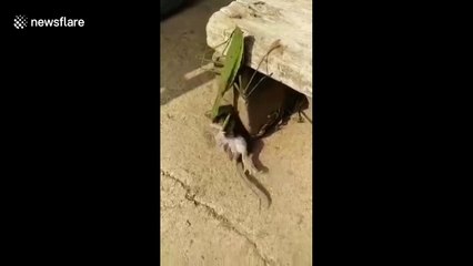 Praying mantis attacks rat