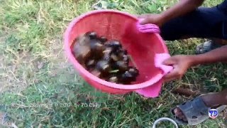 Amazing 2 Children Cook Snail - How To Cook Snail In Cambodia - Countryside Food