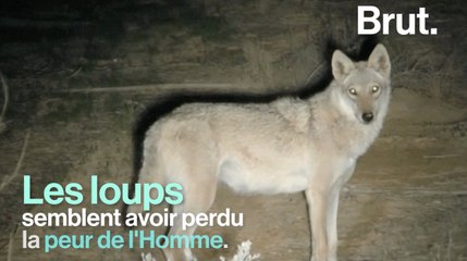 Des loups terrorisent les habitants en Israël