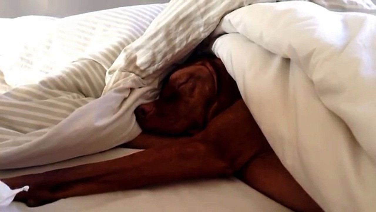 Regardez la réaction amusante de ce chien qui dort profondément lorsqu’il attend le réveil sonner.