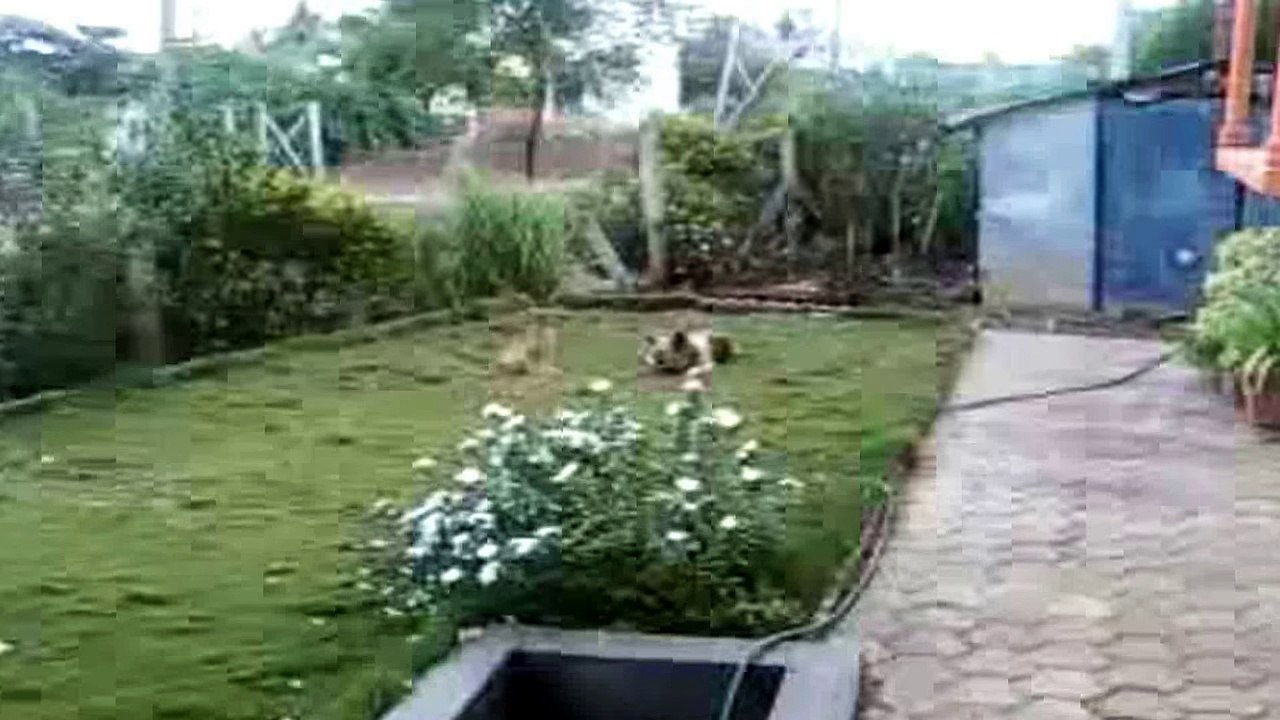 Puppy and dog (fight for bone) - YouTube