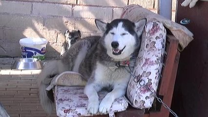 Hayvan Koruma Gününde Barınaklar Ziyaretçi Akınına Uğradı