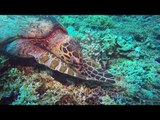 Hungry Turtle Uses Flippers to Munch on Coral