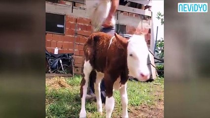 Rizeli çiftçinin buzağı sevgisi