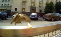 Cet oiseau affamé se nourrit de frites !