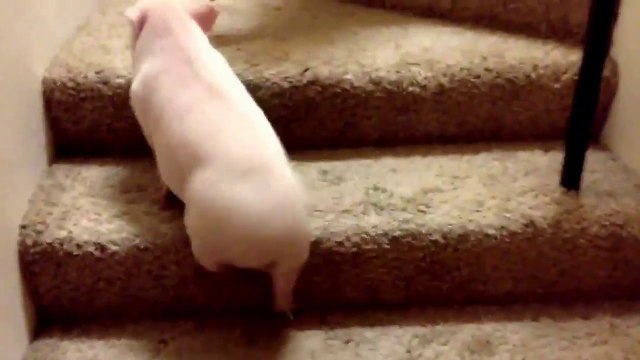 Il vont le rendre fou ce cochon dans les escaliers ! Monter... Descendre... Monter...