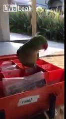 Cet électricien a le pire assistant possible... Un perroquet !