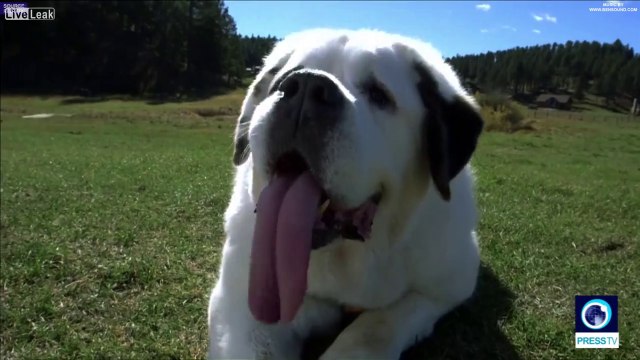 Record du monde de la plus grande langue d'un chien : 19cm !!
