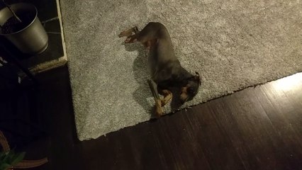 Ce chien est incapable de rouler sur lui-même au sol !!