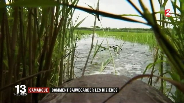 Camargue : comment sauvegarder les rizières ?