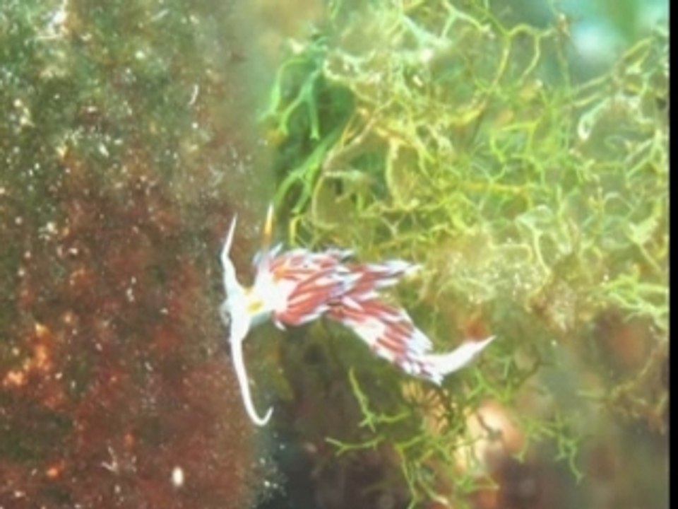 Au coeur de l'archipel de riou