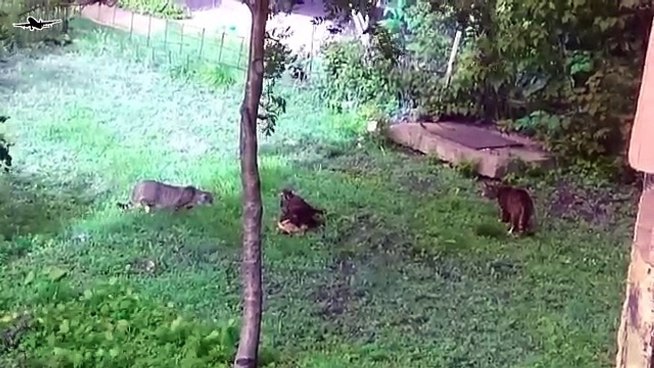 Falcon and Cat Hunt Bird