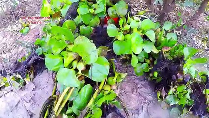 How To Catch Water Snake Using Tool Bottle -How To Catch Water Snake In Cambodia