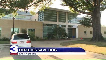 Dog Found 'Barely Alive' on Side of Road Recovering