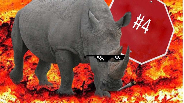 TOP 4 DES RHINOCÉROS VS AUTRES ANIMAUX ! (choquant) ; (sanglant)