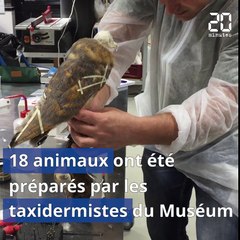 Toulouse : Les taxidermistes préparent les « rapaces »
