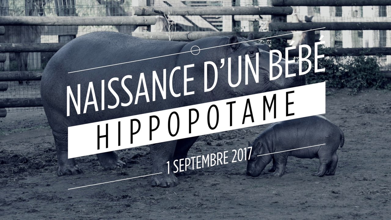 Un bébé hippopotame né dans un parc animalier de Loire-Atlantique