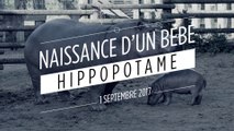 Un bébé hippopotame né dans un parc animalier de Loire-Atlantique