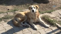 Esenyurt'ta Hayvanları Koruma Günü'nünde Köpek Güzellik Yarışması