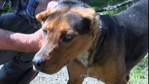 Köpekleri Yiyen Esrarengiz Hayvan Foto Kapanına Yakalandı
