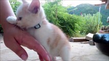 カメラに興味津々の子猫 2 - Interesting kittens in the camera -