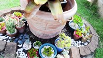 Succulent Garden Tour | How to Propagate   Easy Caring Tips
