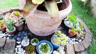 Succulent Garden Tour | How to Propagate + Easy Caring Tips