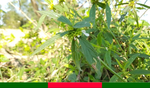 CÂY DẠ CẨM: Thuốc chữa dạ dày thần kỳ của người Lạng Sơn | Bài Thuốc Nam