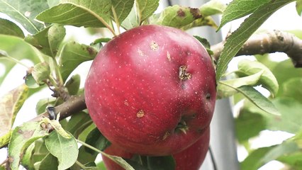 [좋은뉴스] 우박 맞은 '보조개 사과' 팔아주기 훈훈 / YTN