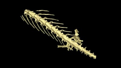 Frog bones found inside 35 Million-year-old salamander