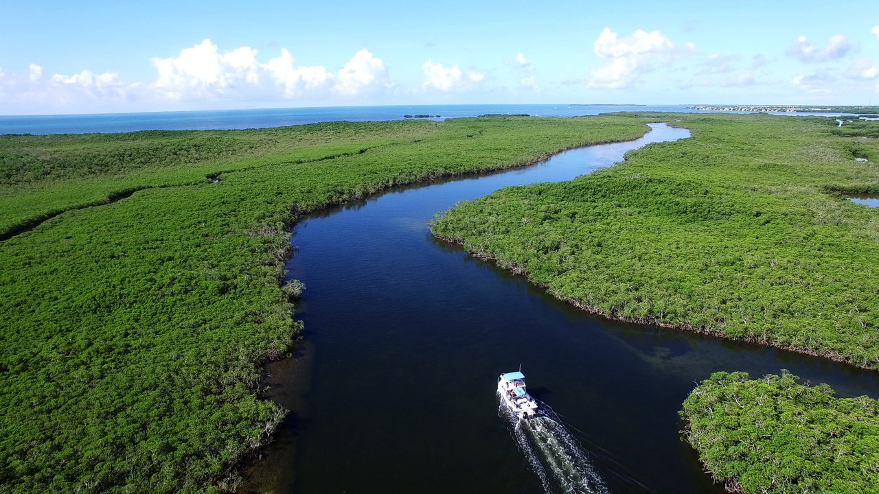 Citizen Promaster Diver Watch