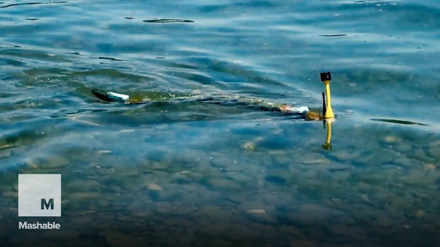 5-foot robotic snake is designed to find the source of pollution in contaminated water